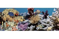 Ocean Reef 2 Декор