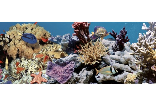 Ocean Reef 2 Декор