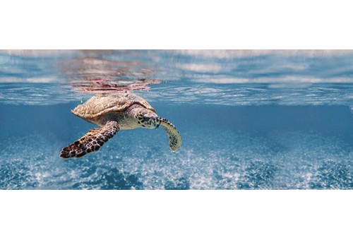 Ocean Turtle Декор