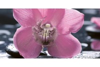 Болеро декор Орхидея черный 10-04-04-162-1